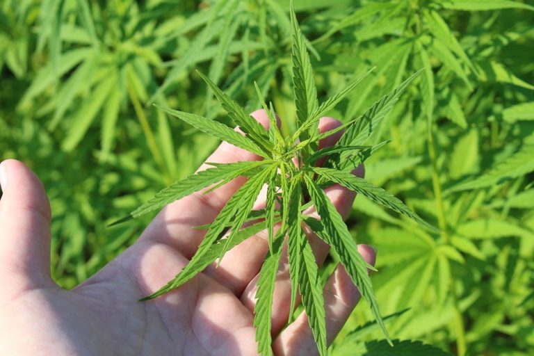 cannabis plant in hand